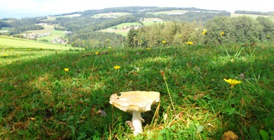 Bucklige Welt