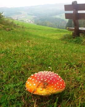 Bucklige Welt