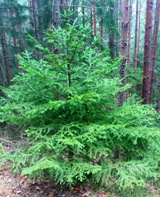Christbaum 2014 - Bucklige Welt