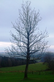 Bucklige Welt