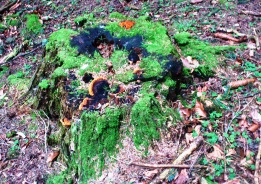 Bucklige Welt