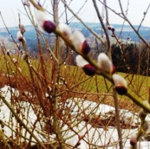Bucklige Welt