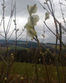 Bucklige Welt