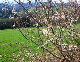 Bucklige Welt