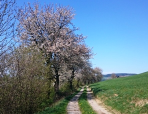 Bucklige Welt