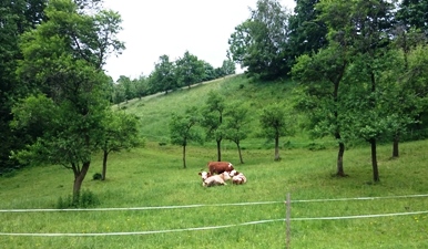 Bucklige Welt