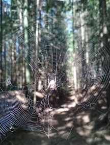Bucklige Welt