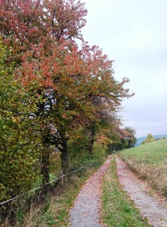 Bucklige Welt