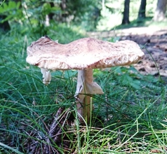 Bucklige Welt