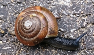 Bucklige Welt