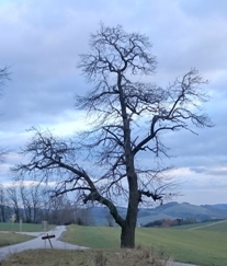 Bucklige Welt
