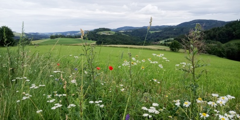 Bucklige Welt