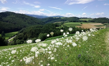 Bucklige Welt