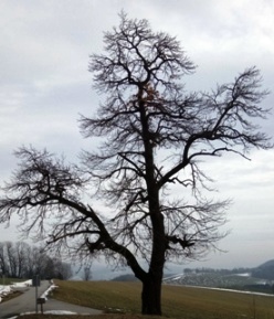 Bucklige Welt