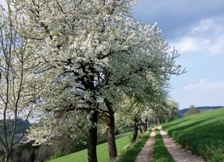 Bucklige Welt
