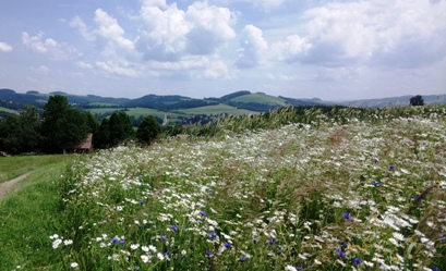 Bucklige Welt