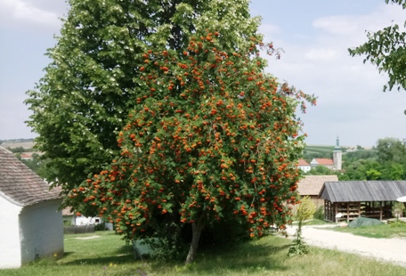 Niedersulz