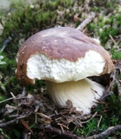 Bucklige Welt