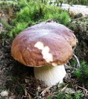 Bucklige Welt