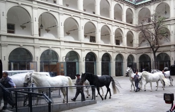 Lipizzaner