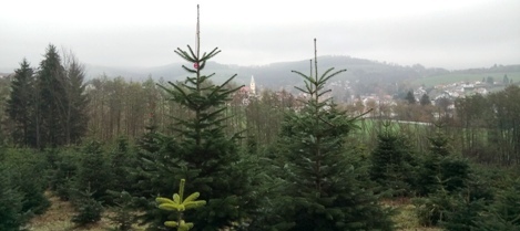Bucklige Welt