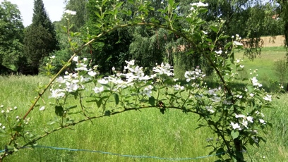 Bucklige Welt
