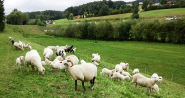 Bucklige Welt