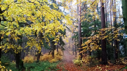 Bucklige Welt