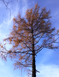 Bucklige Welt