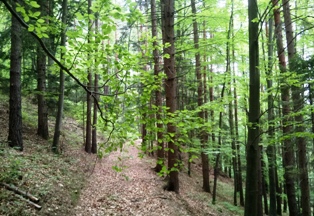 Bucklige Welt