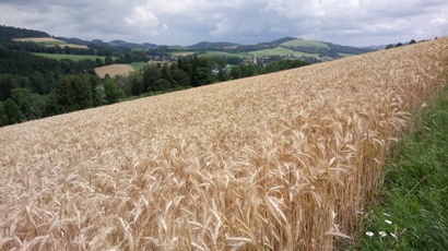 Bucklige Welt