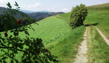 Bucklige Welt