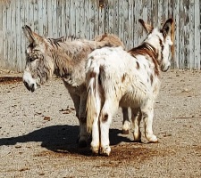 Favoriten, Circus Safari