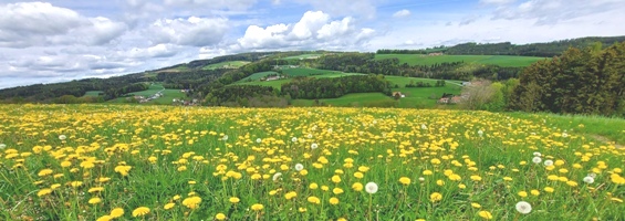 Bucklige Welt