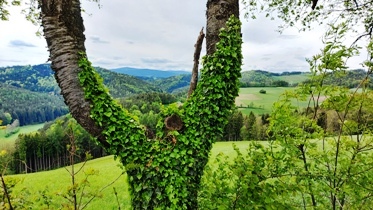 Bucklige Welt