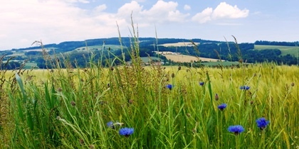 Bucklige Welt