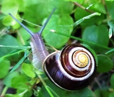 Bucklige Welt