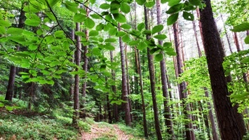 Bucklige Welt