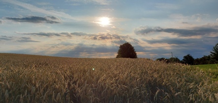 Bucklige Welt