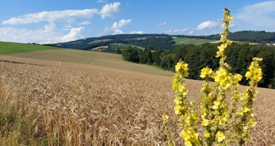 Bucklige Welt