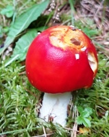 Bucklige Welt
