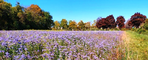 Akademiepark, WN
