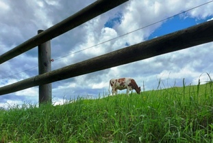 Bucklige Welt