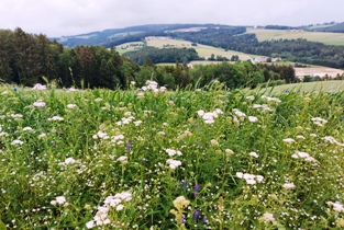 Bucklige Welt
