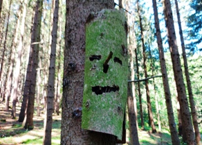 Bucklige Welt