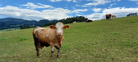 Bucklige Welt