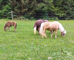 Bucklige Welt