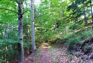 Bucklige Welt