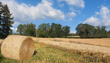 Bucklige Welt