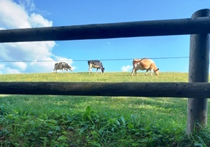 Bucklige Welt